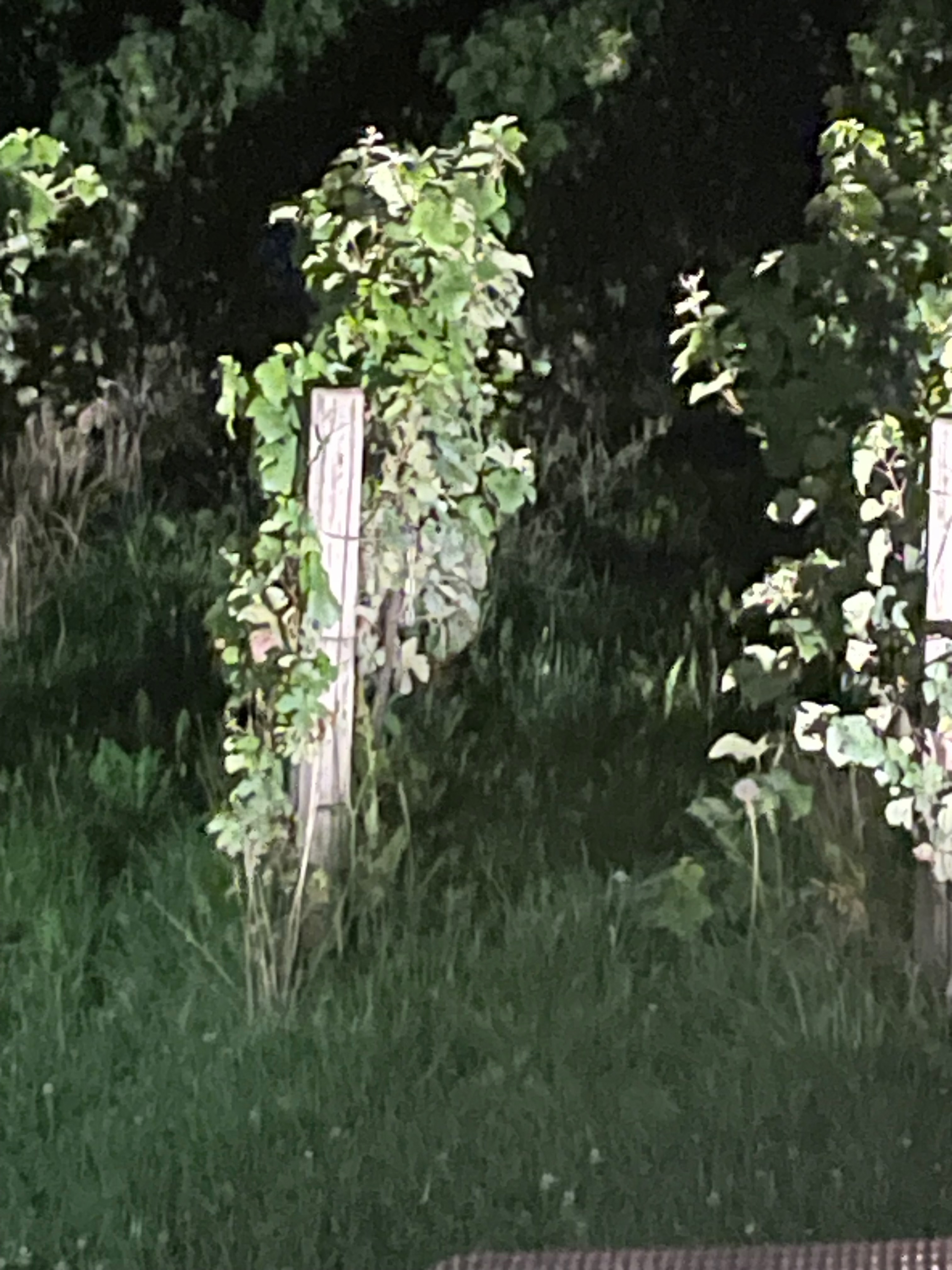 Dionysus profile in plants