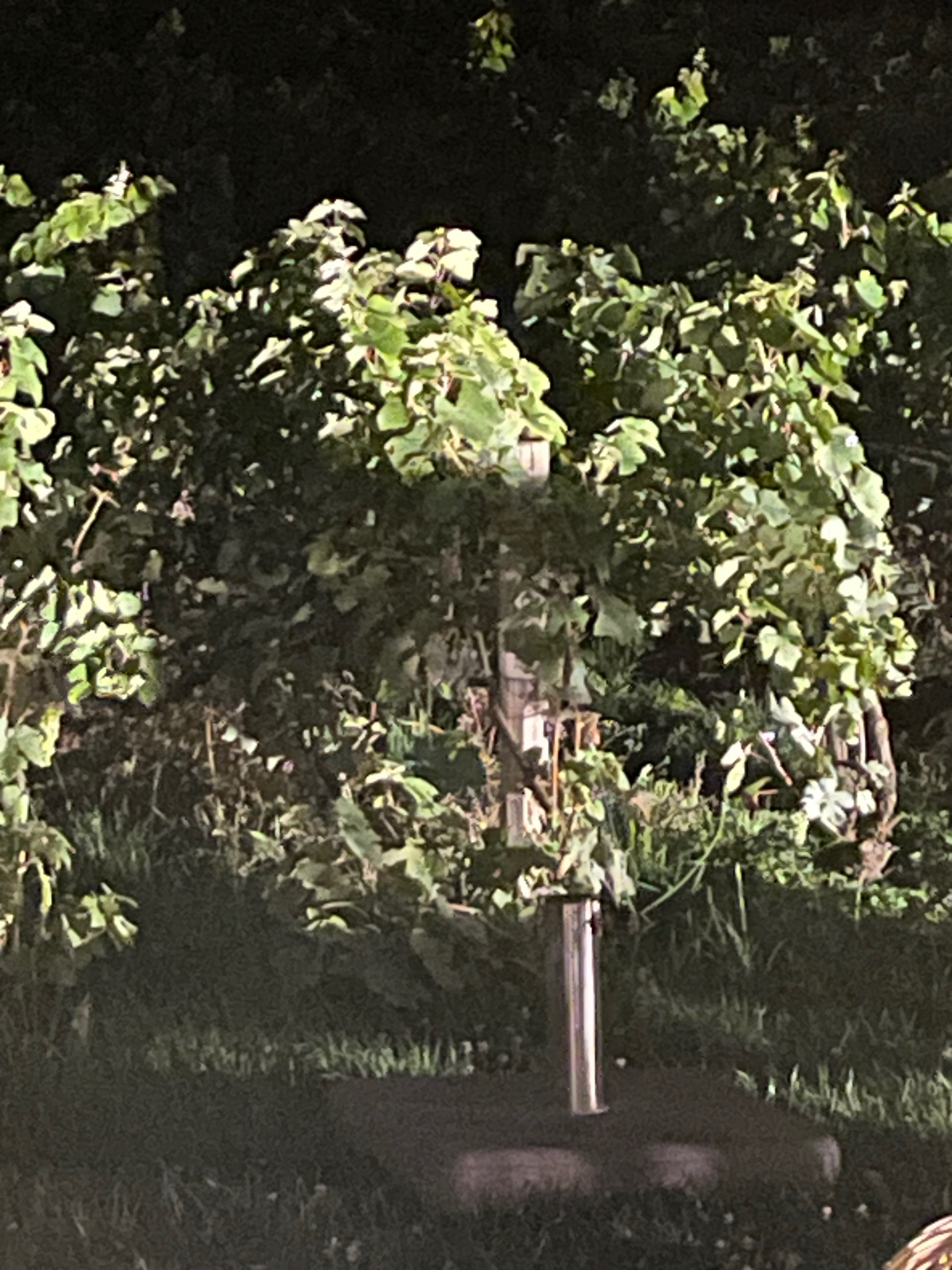 Plant formation portrait