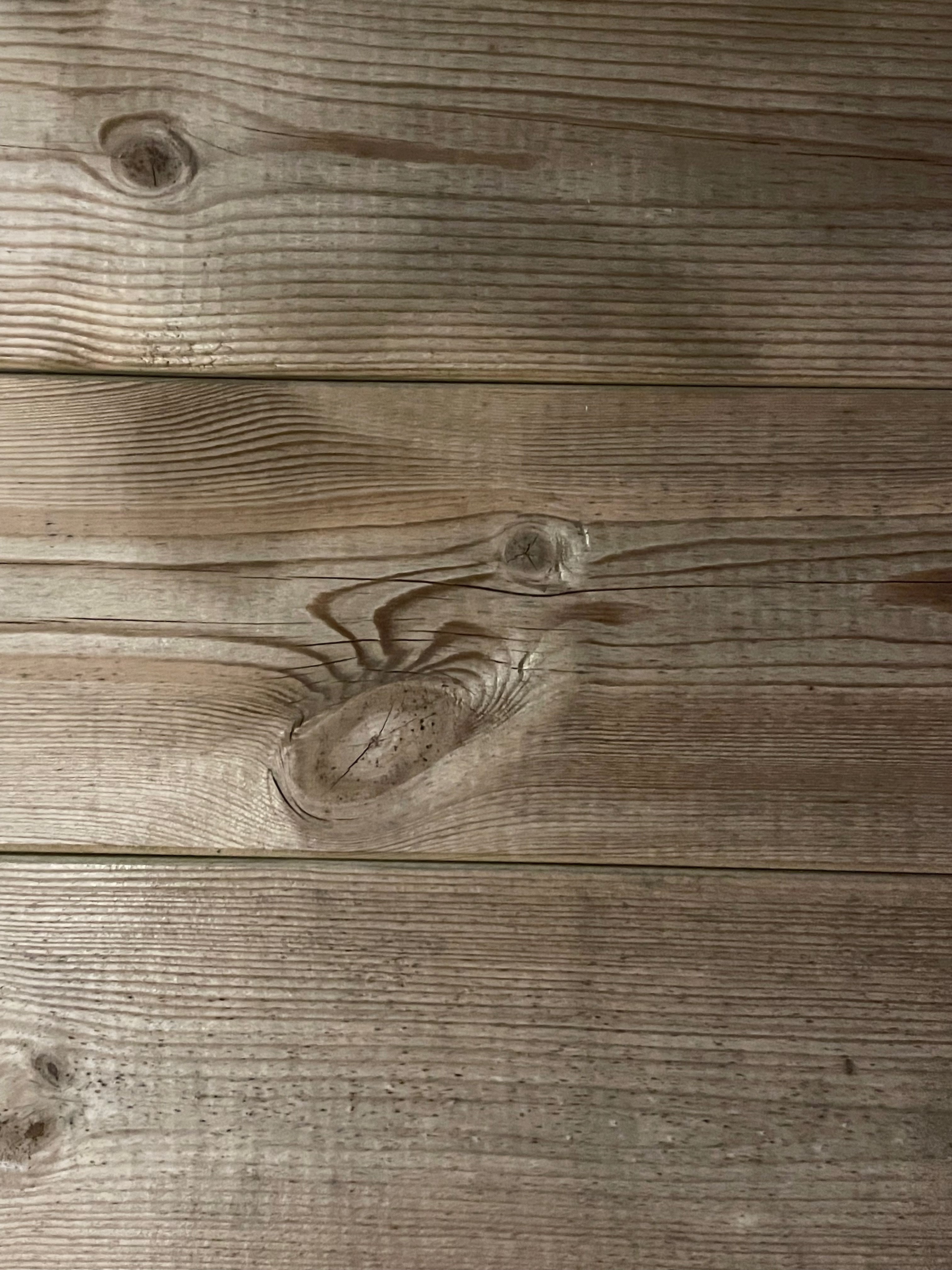 Spider in wood grain